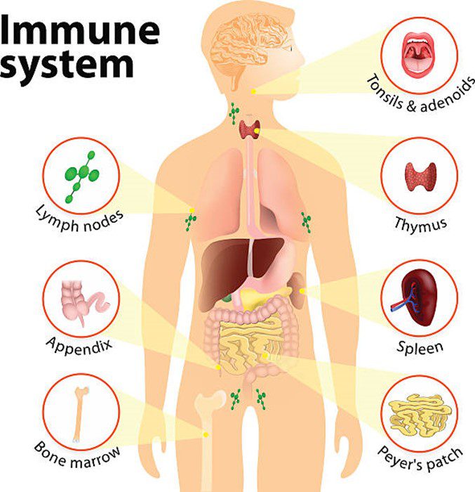Can Humans Develop Immunity to Prion Diseases? A Look at Genetic Resistance and Therapeutic Advances 9 Can Humans Develop Immunity to Prion Diseases? A Look at Genetic Resistance and Therapeutic Advances