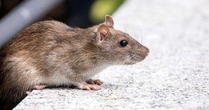 Pest Control for Food Processing Plants: Essential Strategies to Ensure Hygiene and Compliance 2 applebeeeshappyhour 3