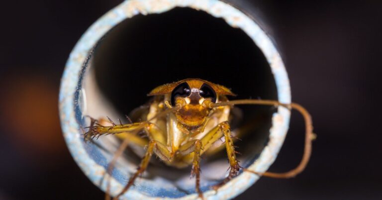 What role do drains and pipes play in recurring cockroach problems?