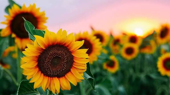 Sunflowers and Their Meaning as a Symbol of Happiness 1 Sunflowers and Their Meaning as a Symbol of Happiness